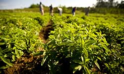 Bitki Bazlı Belgelendirme