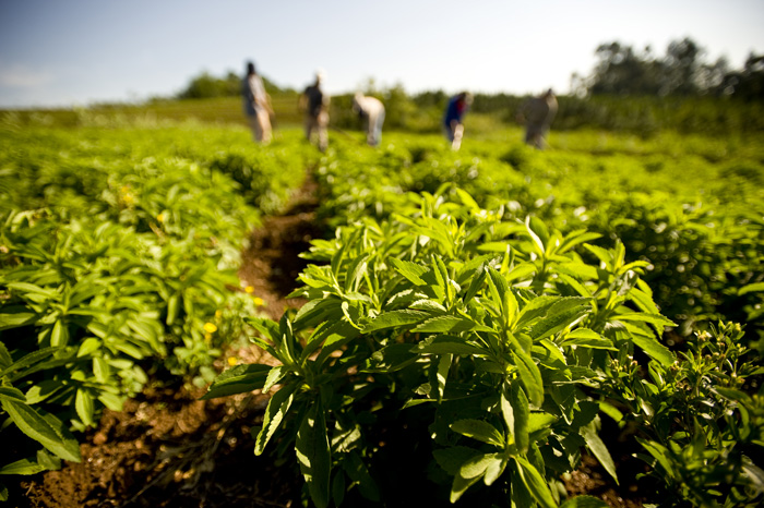 Bitki Bazlı Belgelendirme